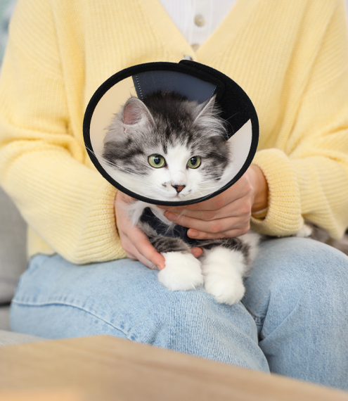 alternativas al collar isabelino en gatos